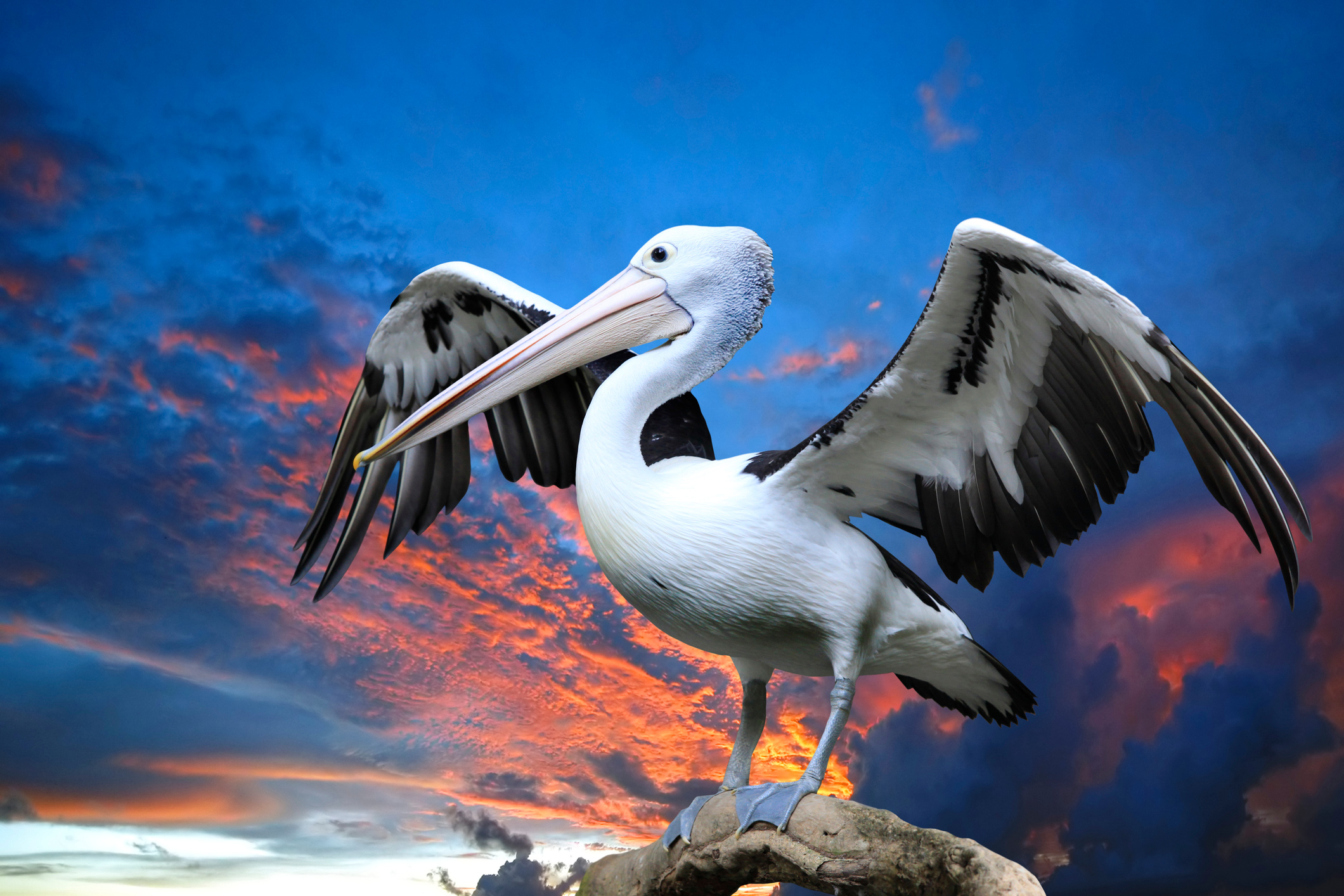 Pelican